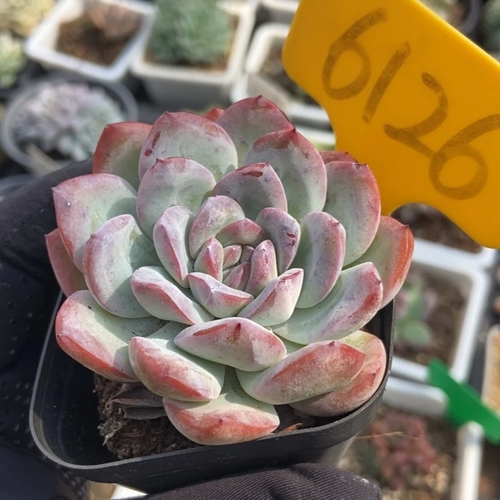 6126冰岛多肉植物保护