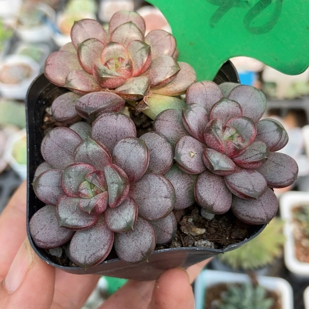 1040葡萄多肉植物