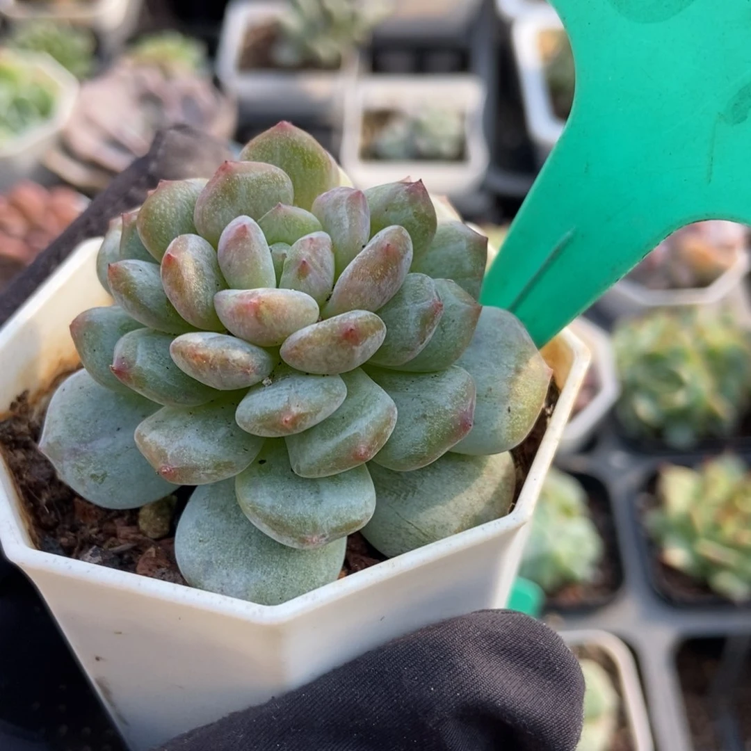 1593玉芙蓉石化多肉植物保护