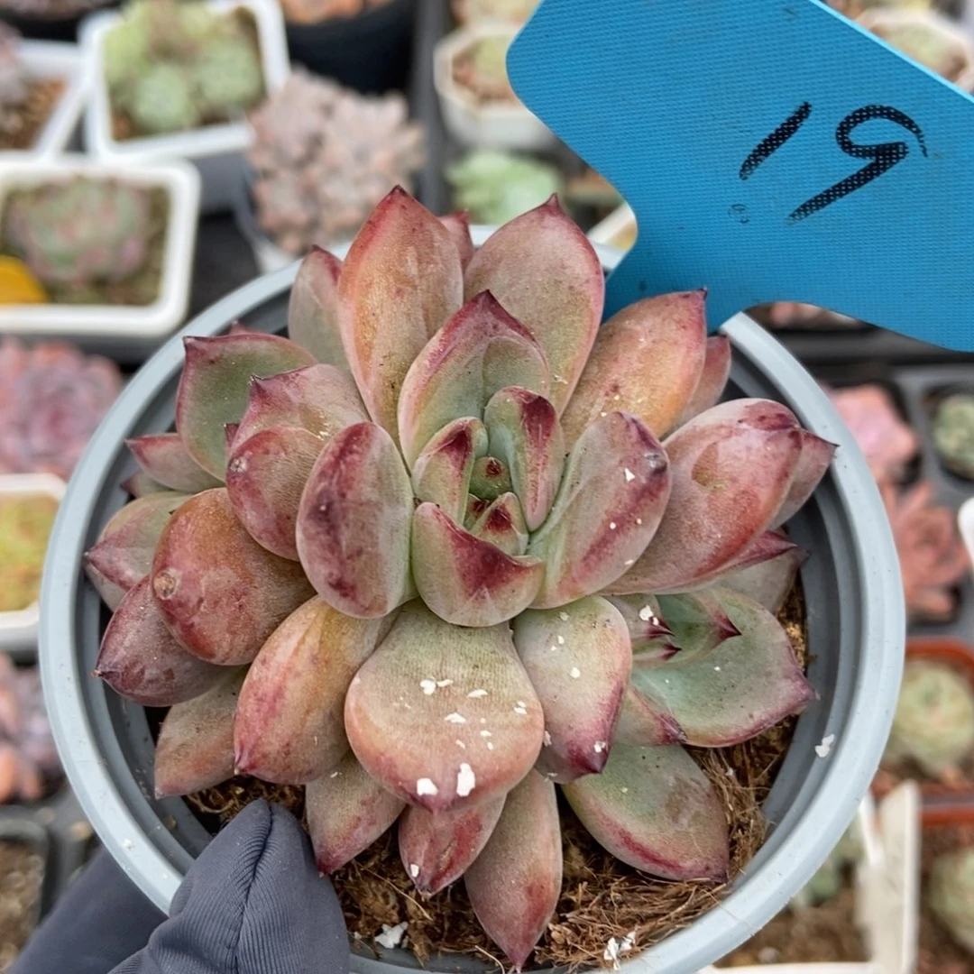 19夜魔侠多肉植物保护