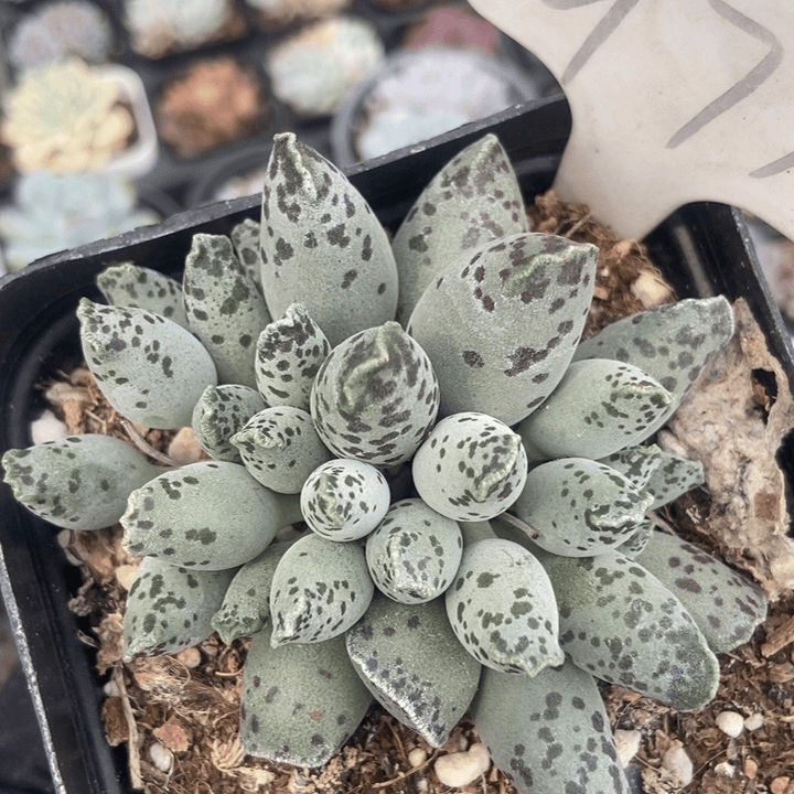 977海豹多肉植物保护