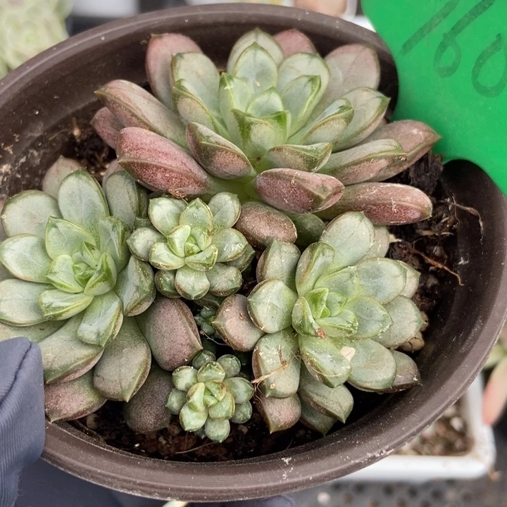 760葡萄多肉植物保护