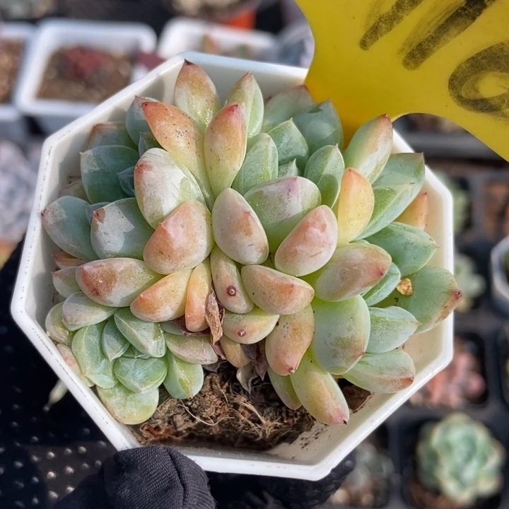 6116梦冰多肉植物