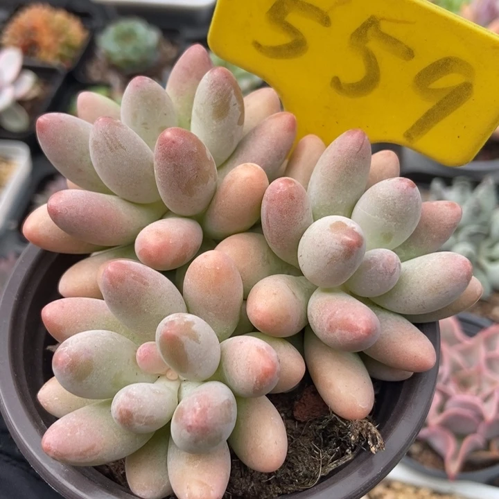 559粉色恋人多肉植物