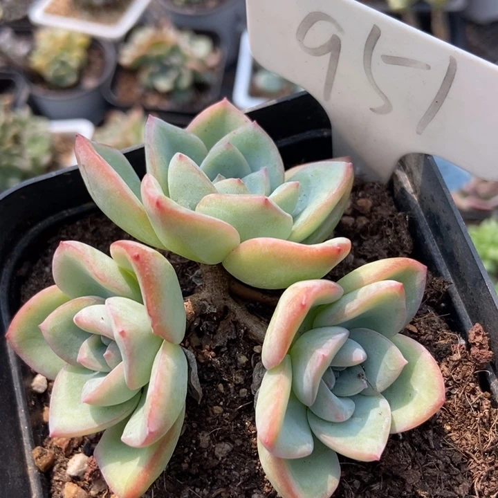 951泡芙多肉植物保护
