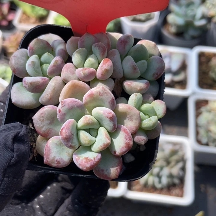 512花斑鹿多肉植物