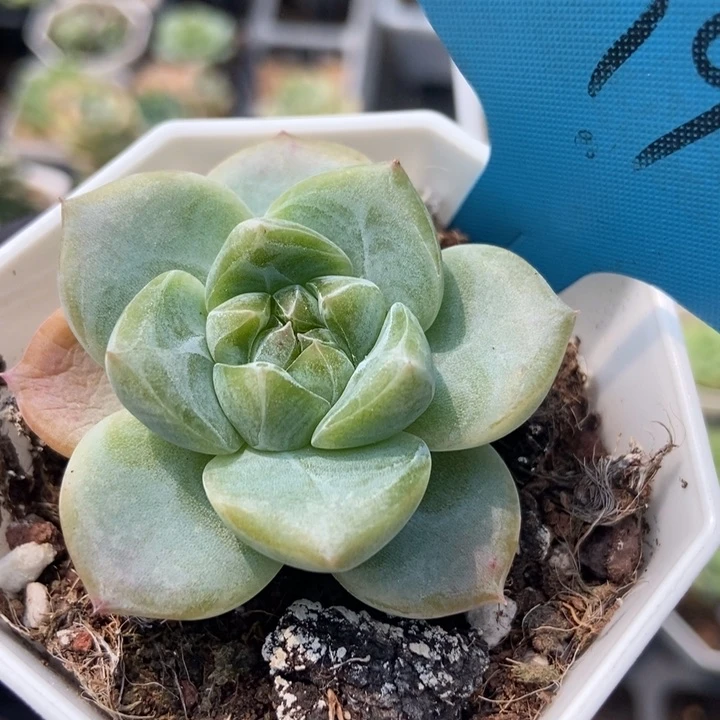 19珍妮多肉植物保护