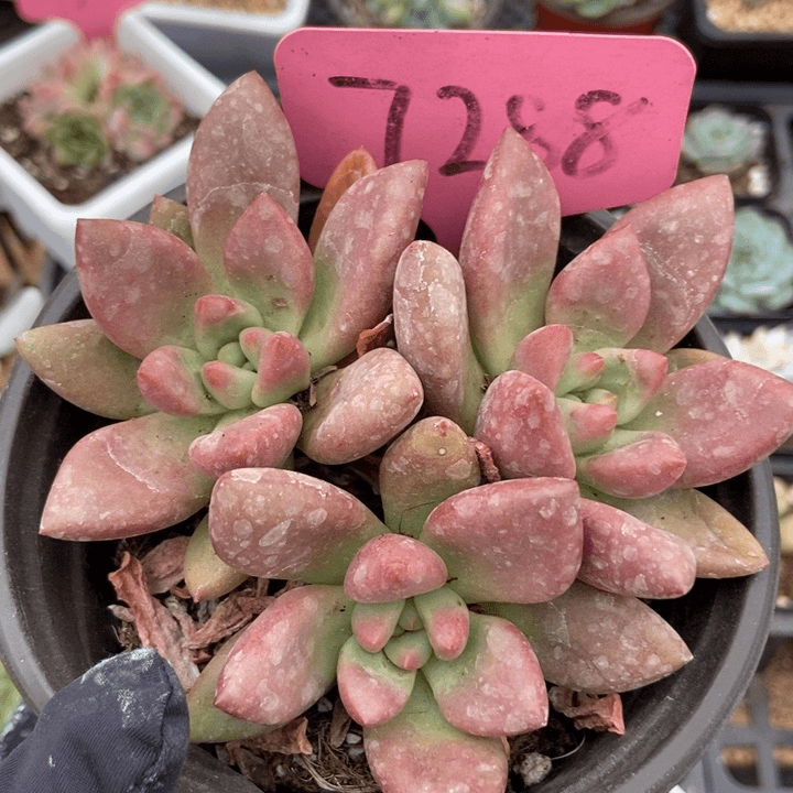 7288桃花源多肉植物