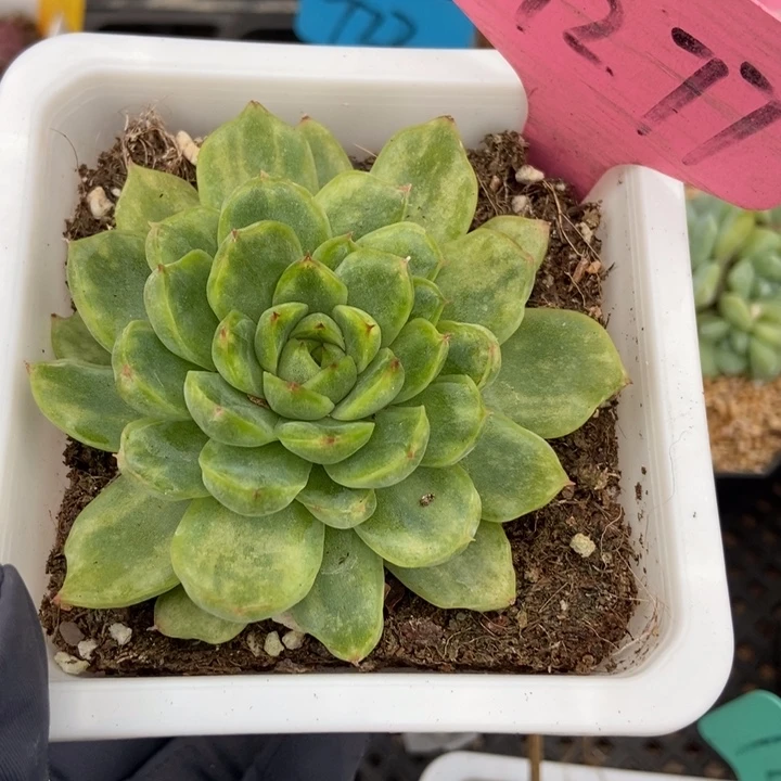 7277冰天使多肉植物