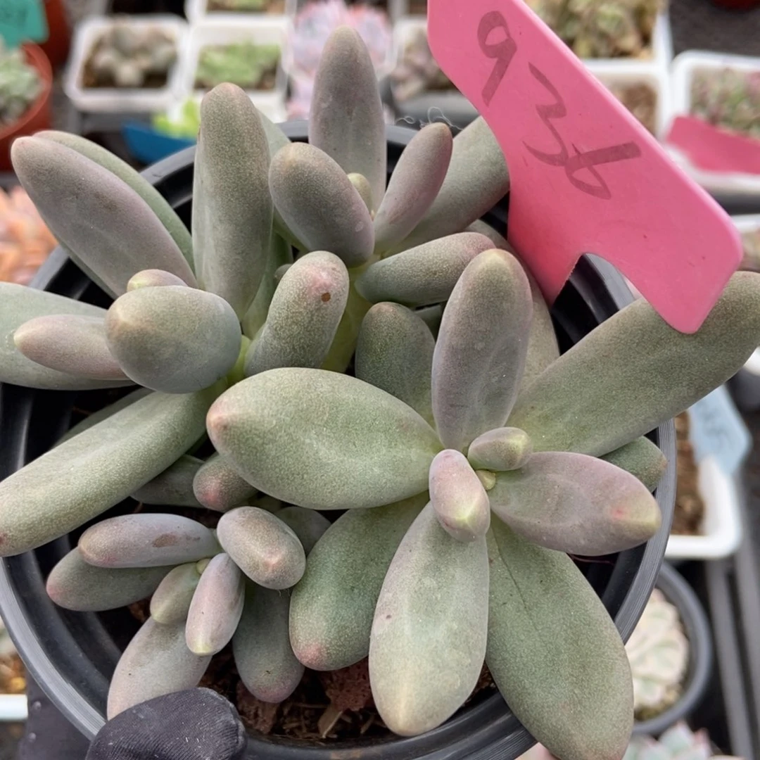 936糖果美人多肉酱的