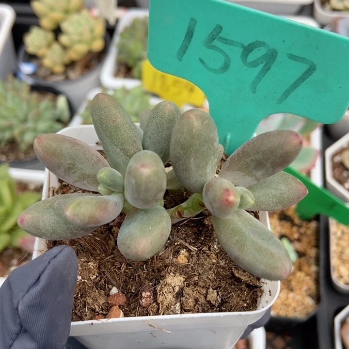 1597糖果美人多肉植物