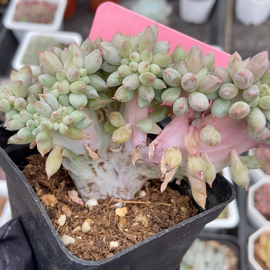 402所罗门缀多肉植物保护