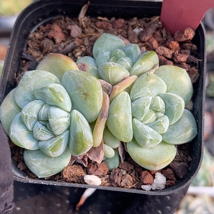 651翡翠冰玉多肉植物