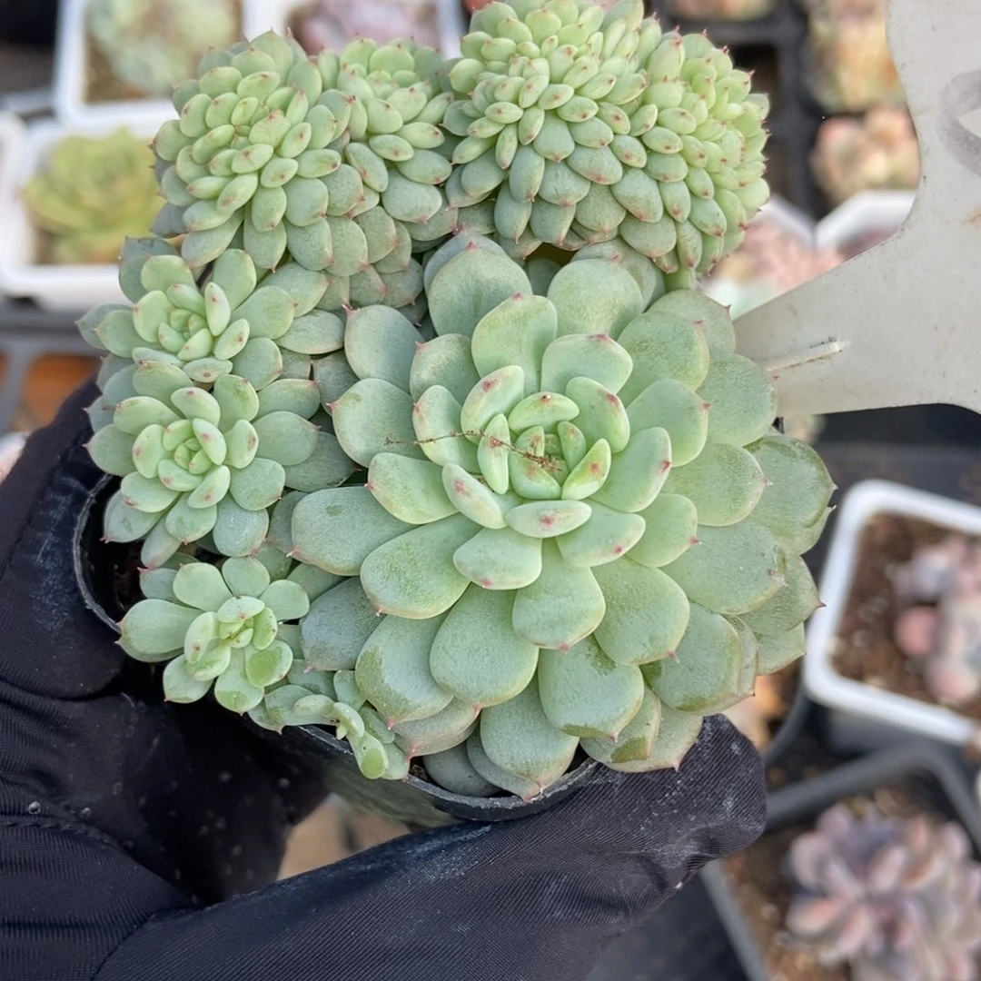 6028白胖子缀多肉植物保护