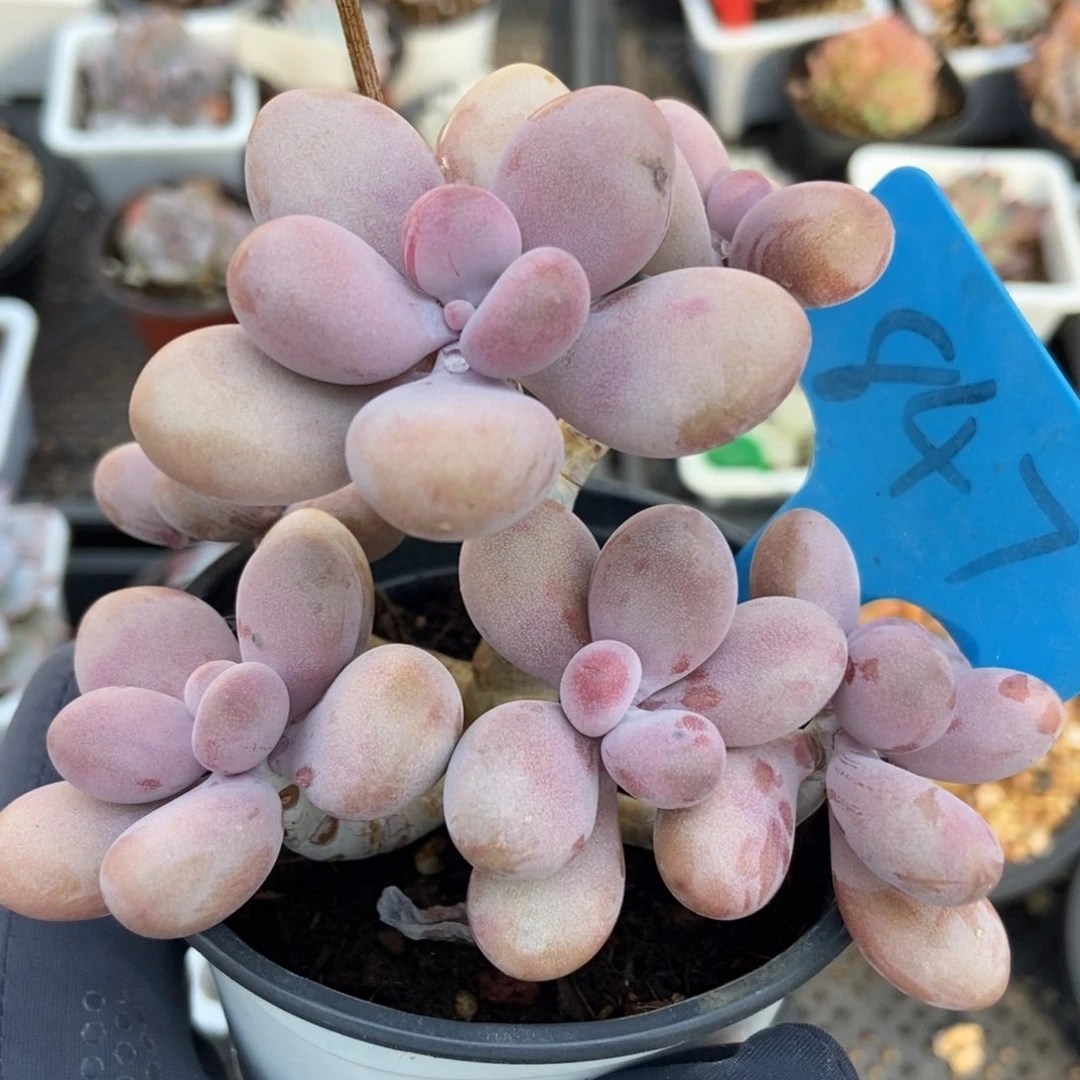 847桃蛋多肉植物