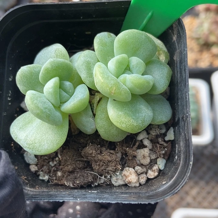 1634冰玉石化多肉植物