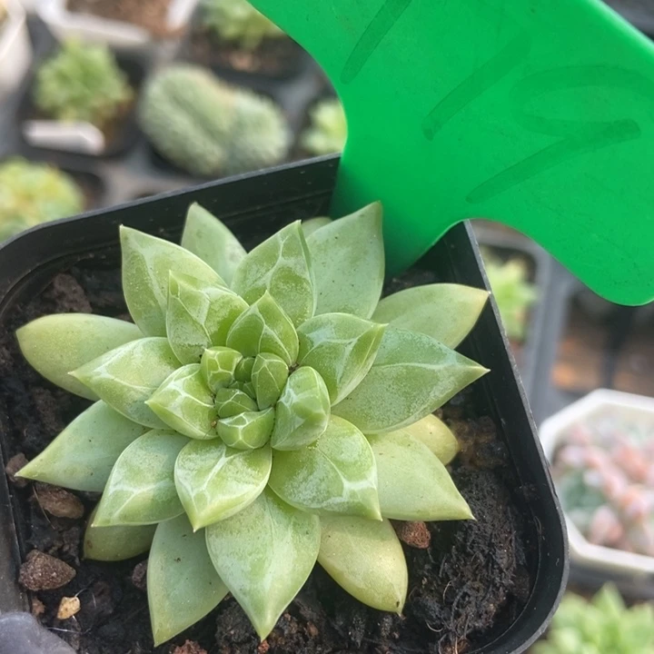 979陨石多肉植物