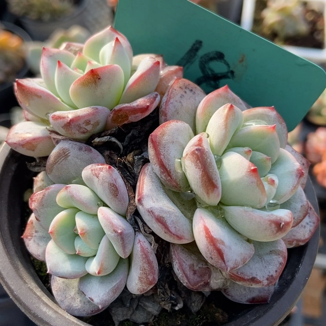 18维特多肉植物保护