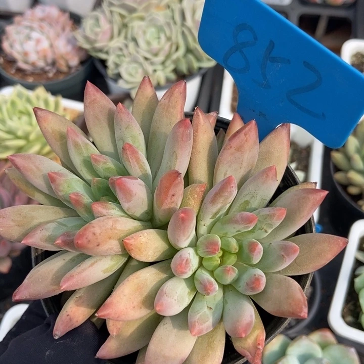 852车厘子多肉植物保护