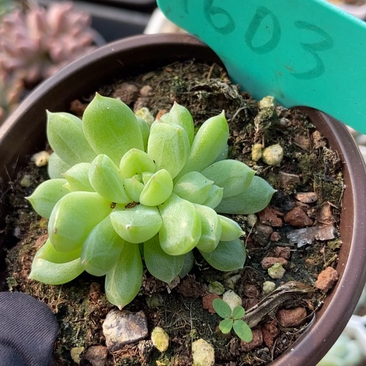 1603雪花珍妮多肉植物