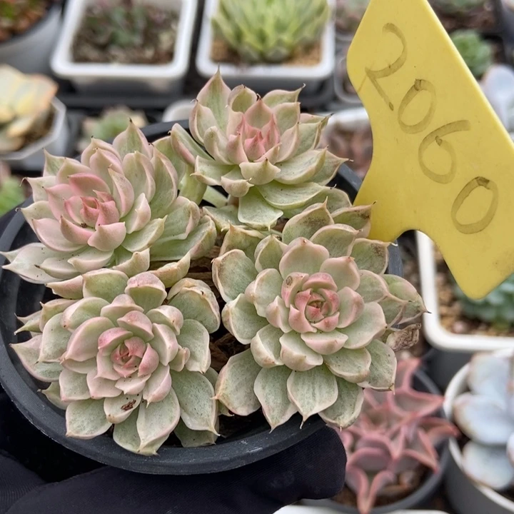 2060玛格丽特锦多肉植物