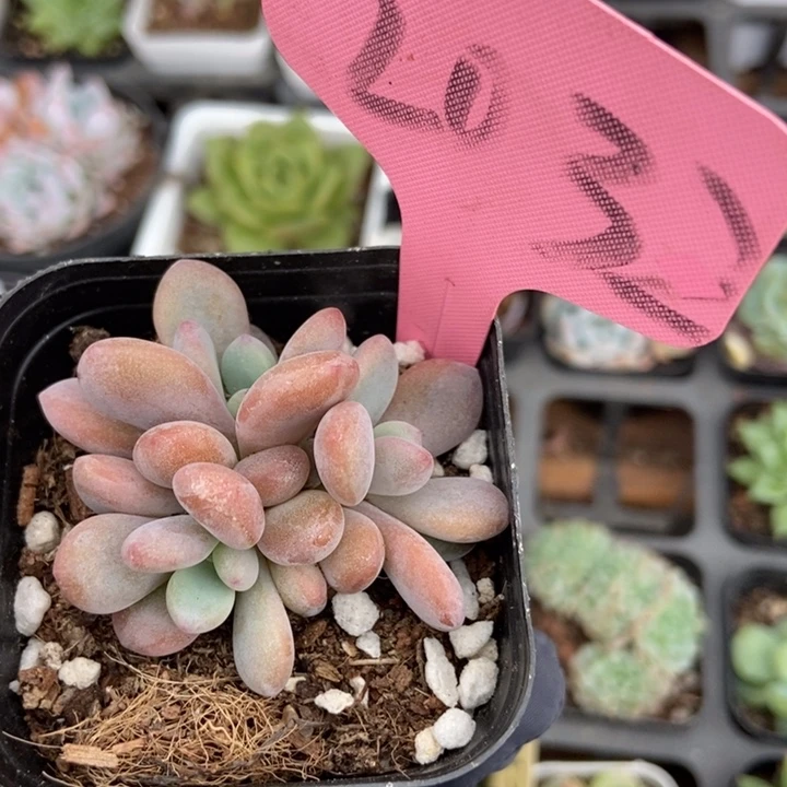 2032粉兔多肉植物