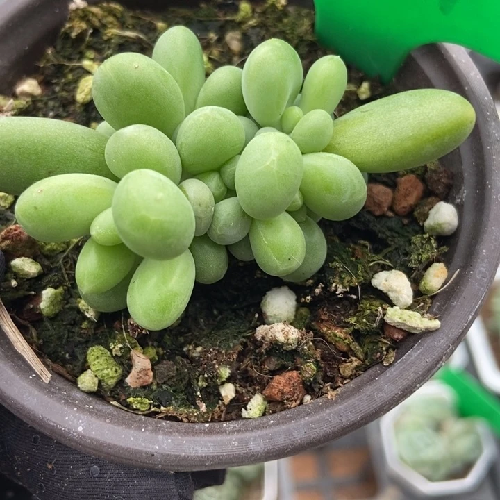 1041芒果奶多肉植物保护