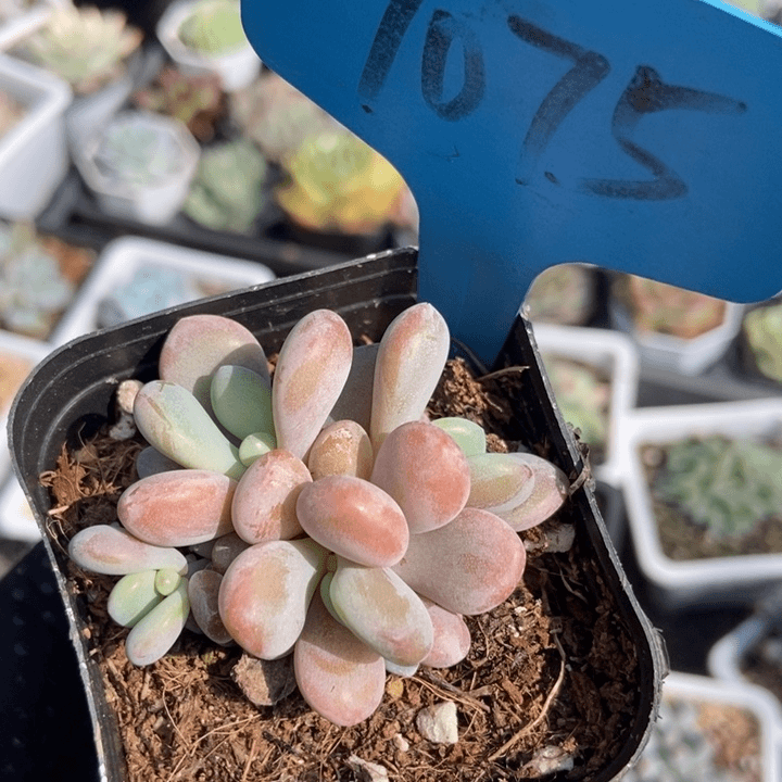 7075粉兔多肉植物