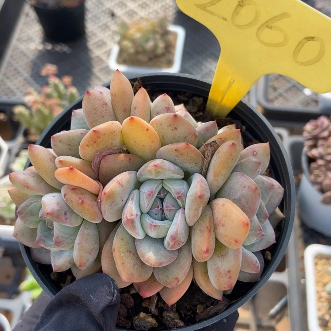 2060星影多肉植物保护