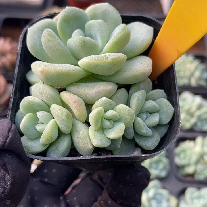 1623冰玉多肉植物