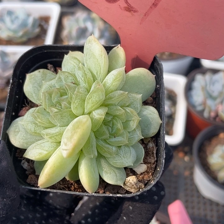651白恋多肉植物