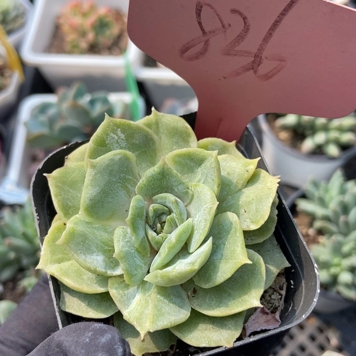 836盎司诺石化多肉植物