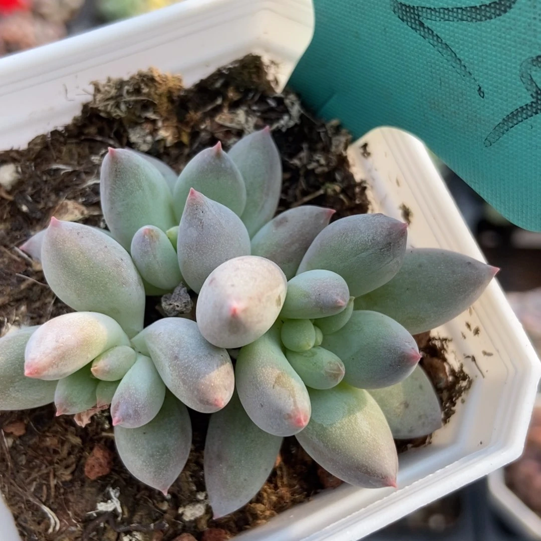 1524所罗门多肉植物保护