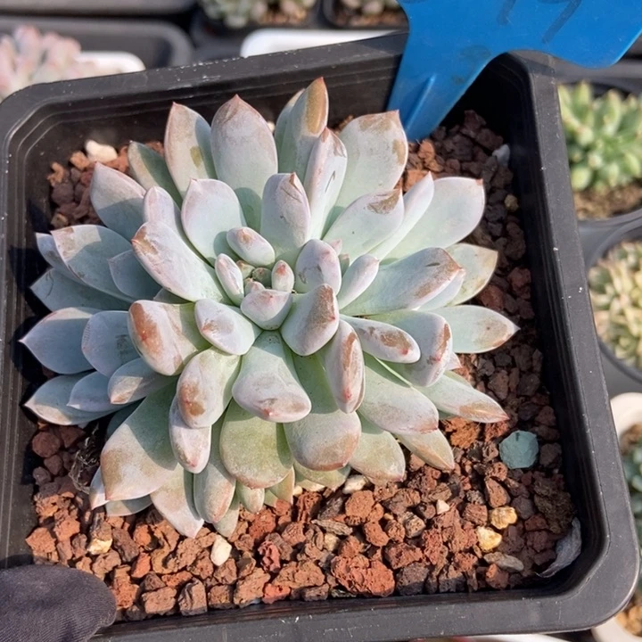 849橙子朵朵五头