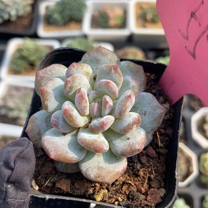 552玉芙蓉石化多肉植物
