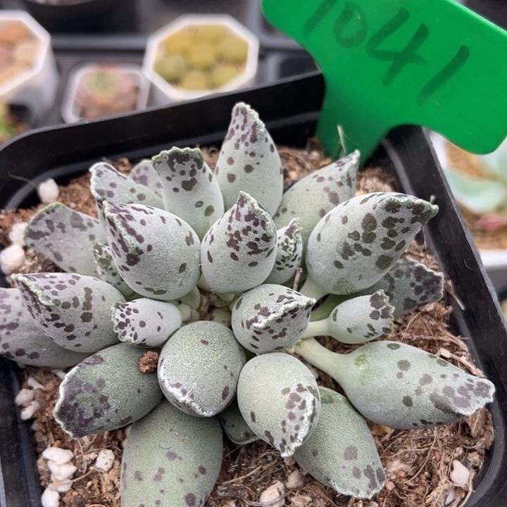 1041海豹多肉植物保护