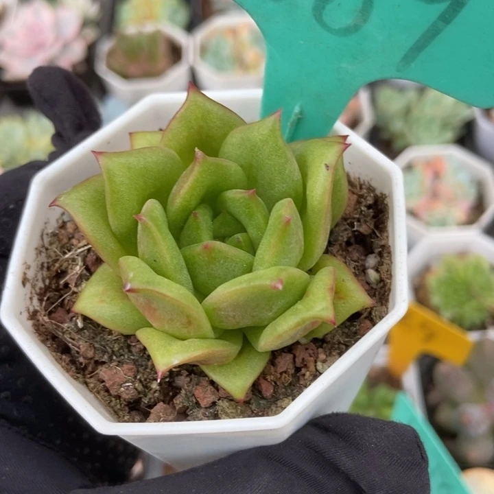 1889蔷薇玛丽亚锦多肉植物