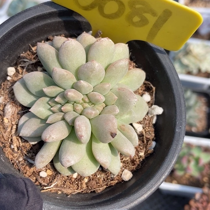 6081爱丽儿缀多肉植物
