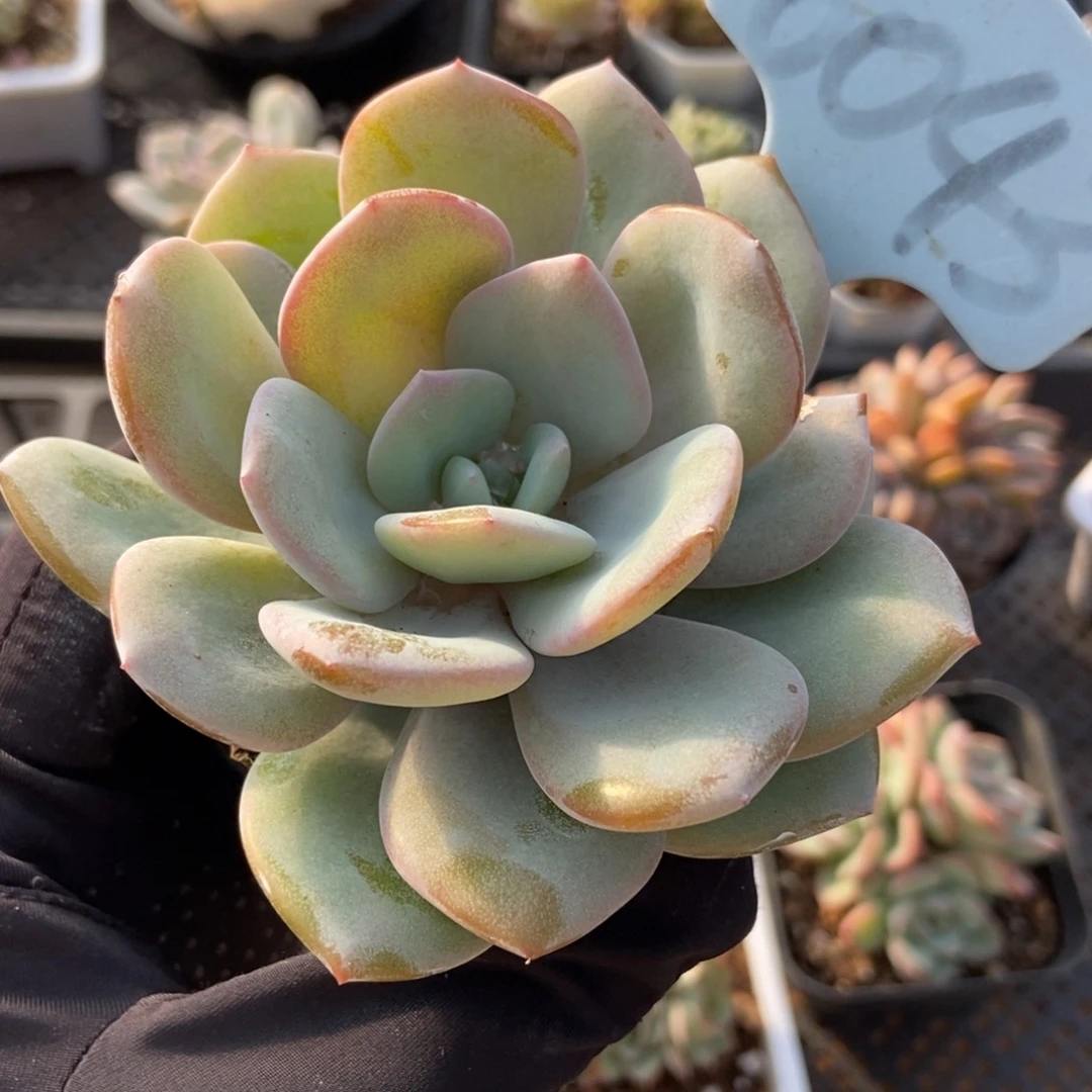 6043奶茶多肉植物保护