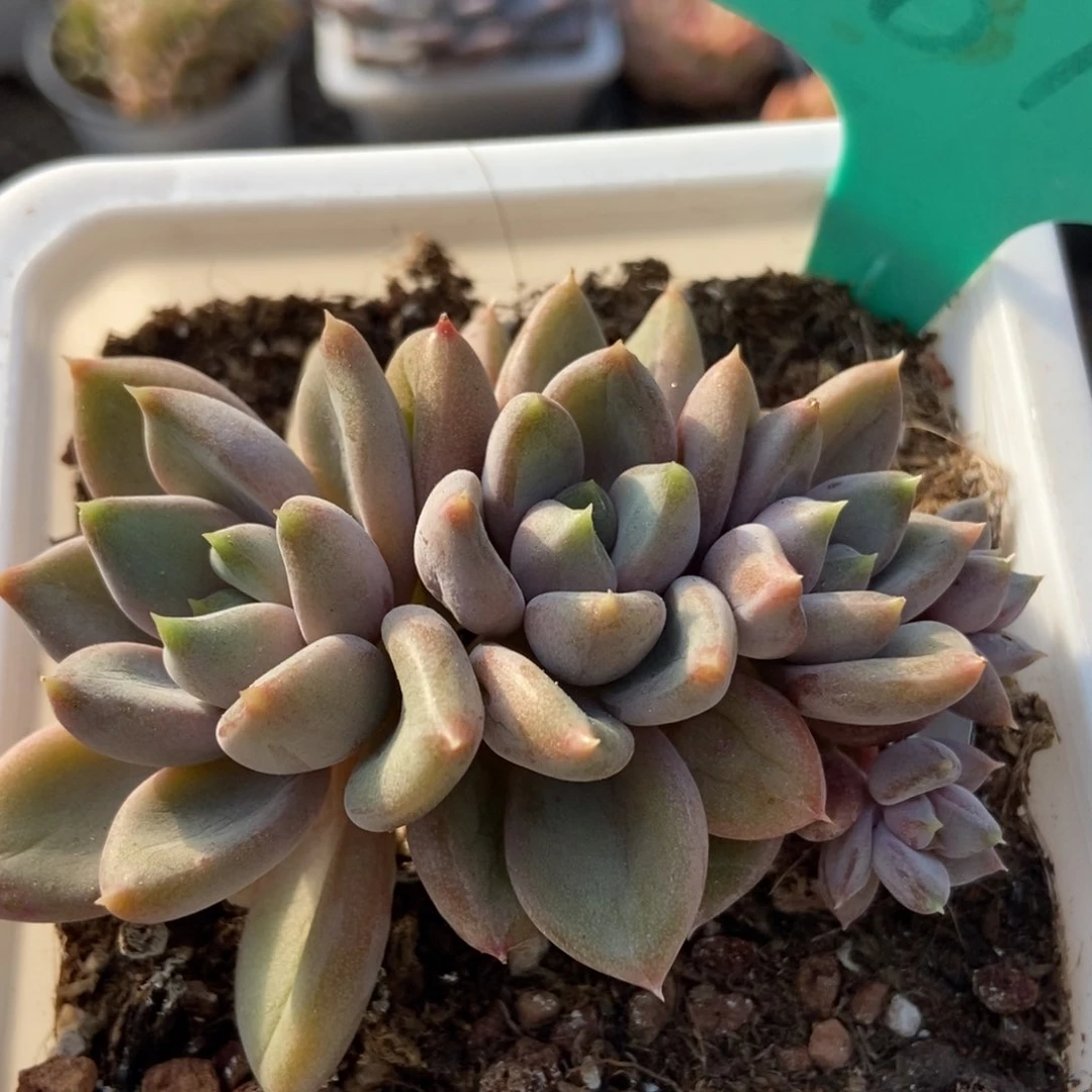 1877红象牙多肉植物保护