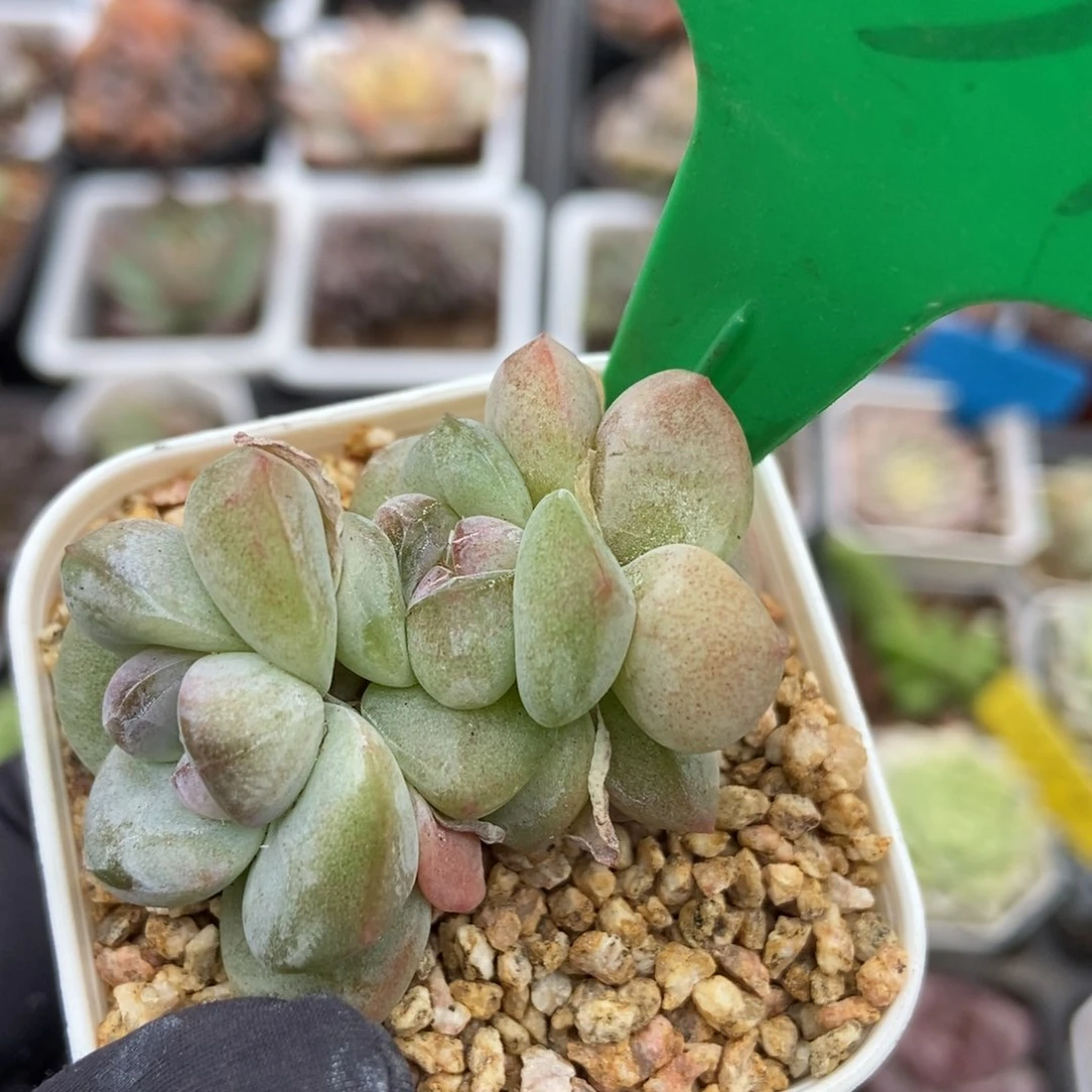 931冰玉多肉植物