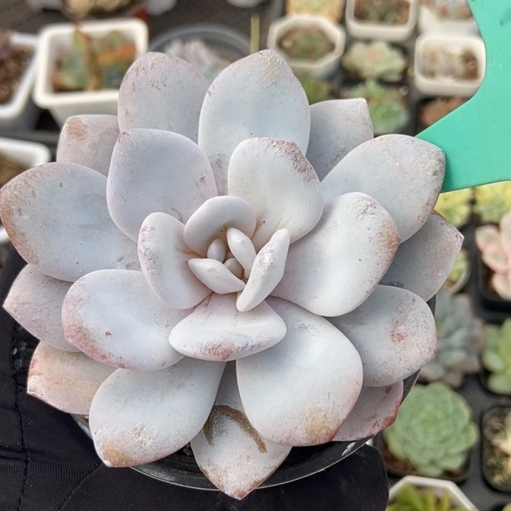 1878雪莲多肉植物保护