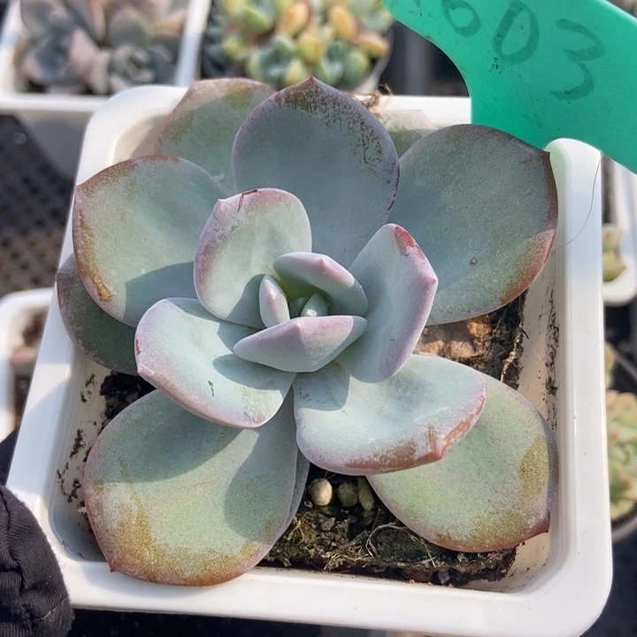 1603奶茶多肉植物保护