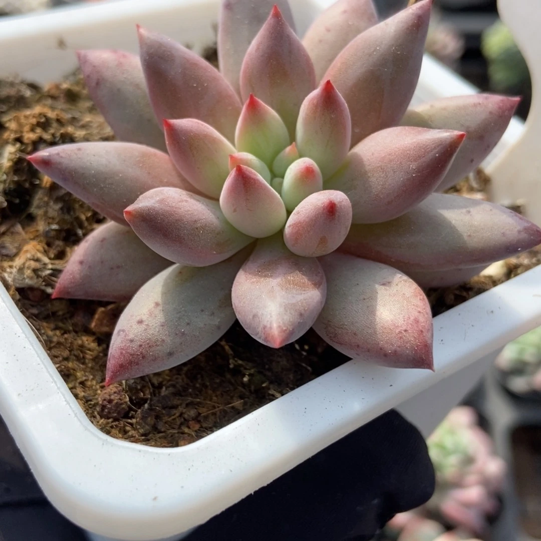 985虞美人多肉植物保护