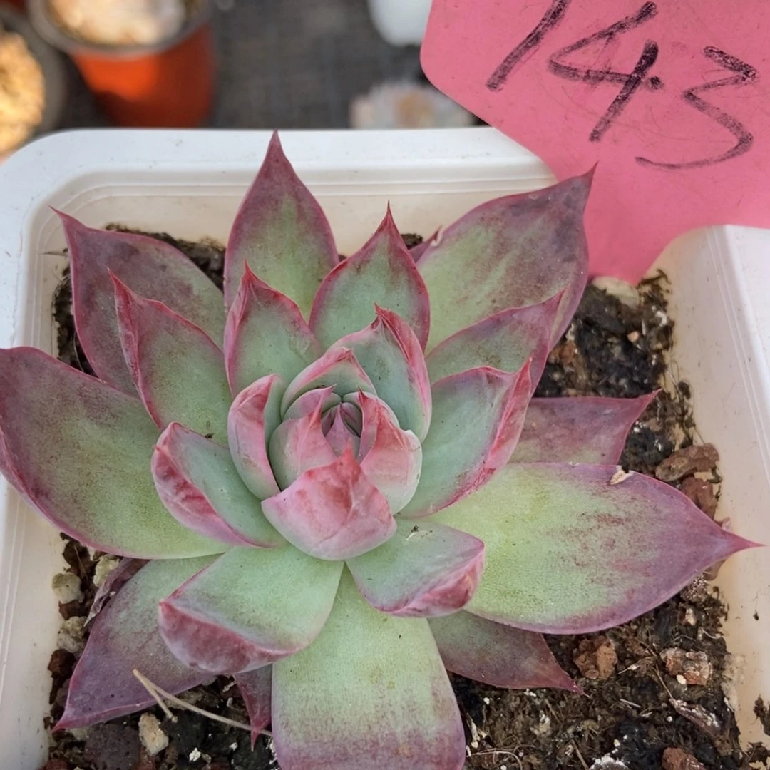 143惊鸿仙子多肉植物保护