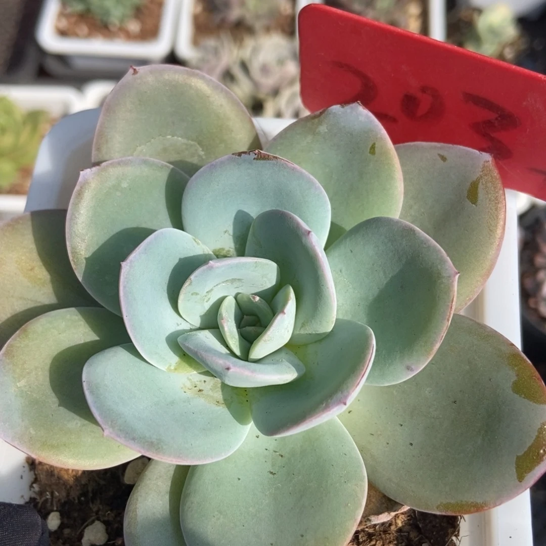 2032布鲁蓝多肉植物保护