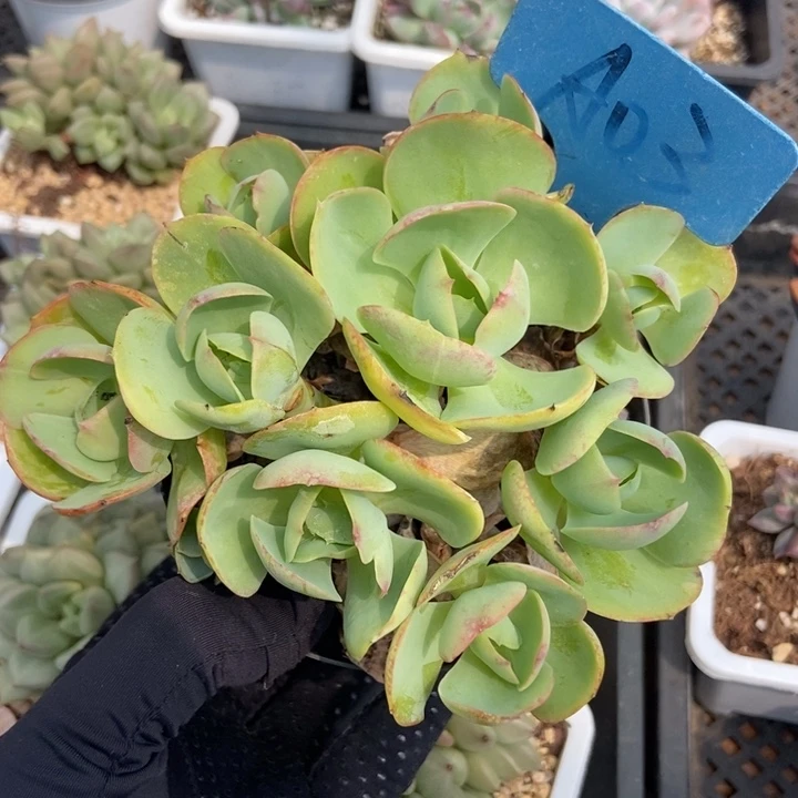 03碧桃多肉植物保护研究所