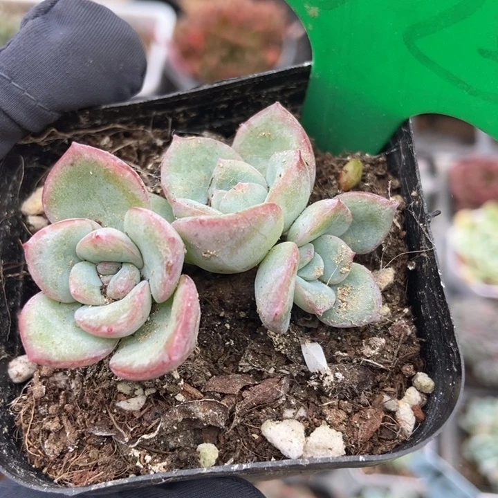 825泡芙多肉植物
