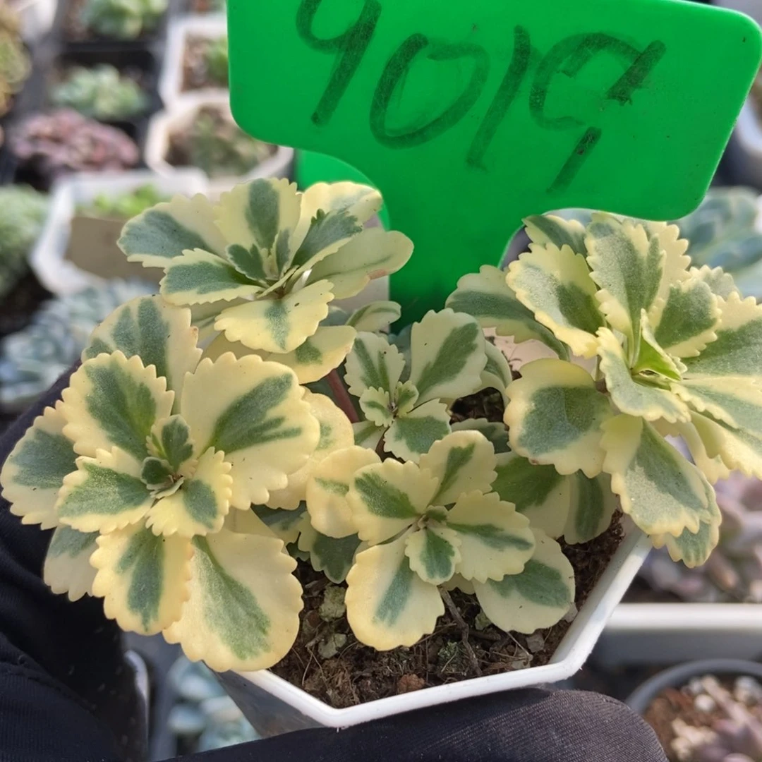 9019亚特兰蒂斯锦多肉植物保护