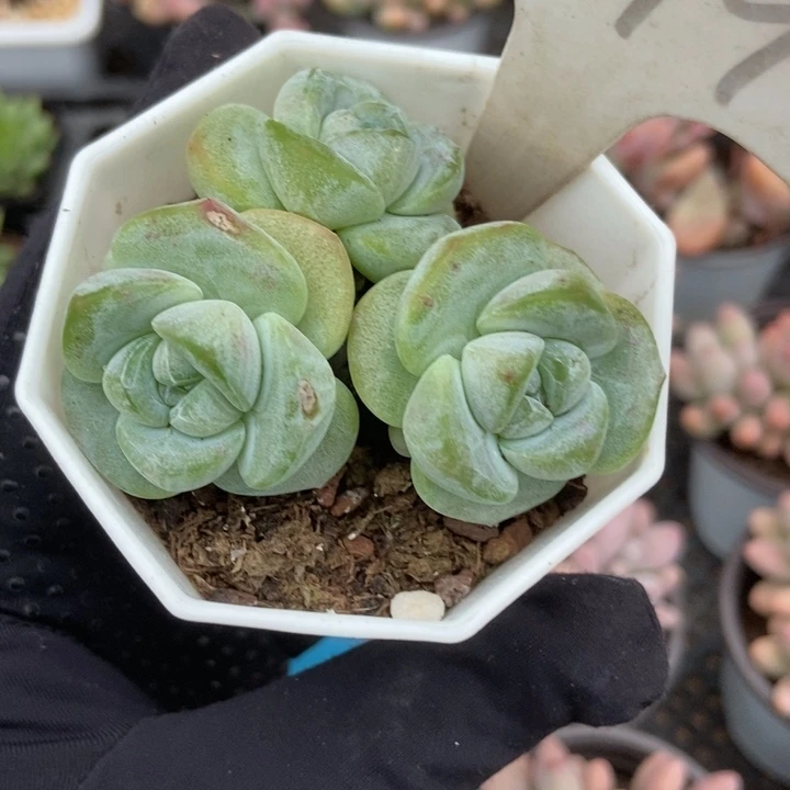 999冰玉小树多肉植物